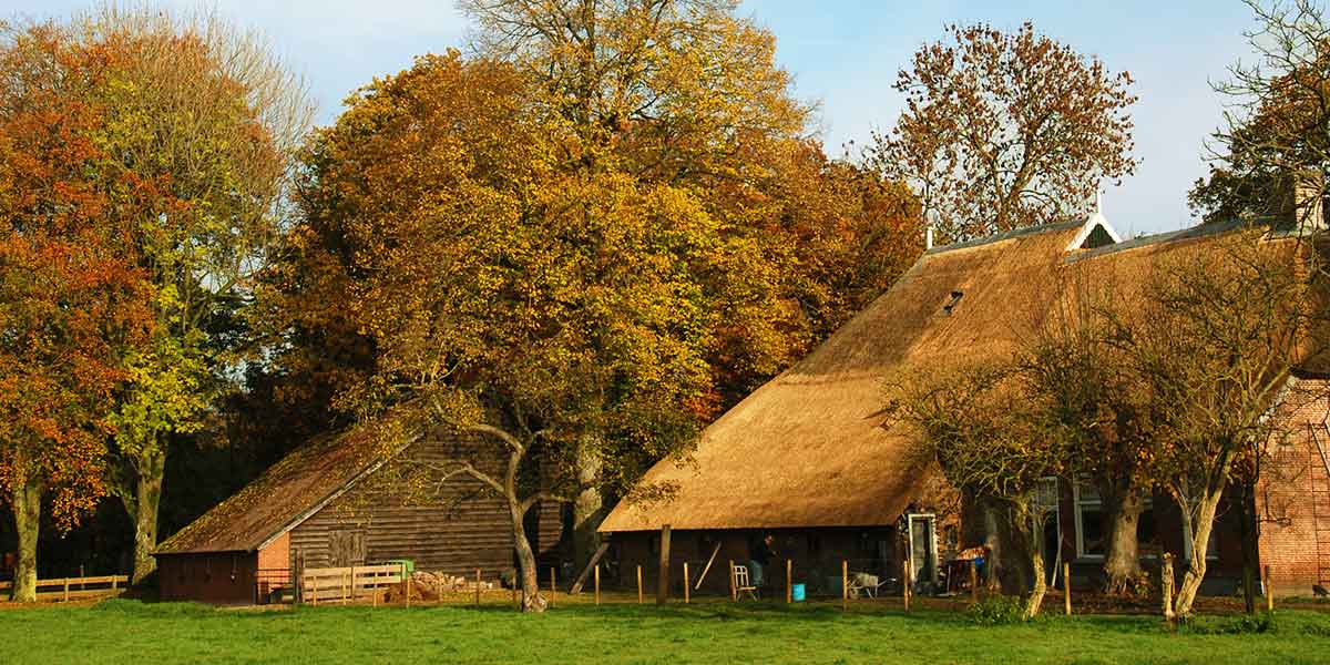 Uw rietdekker voor het onderhoud van uw rieten dak in Drenthe en Groningen 