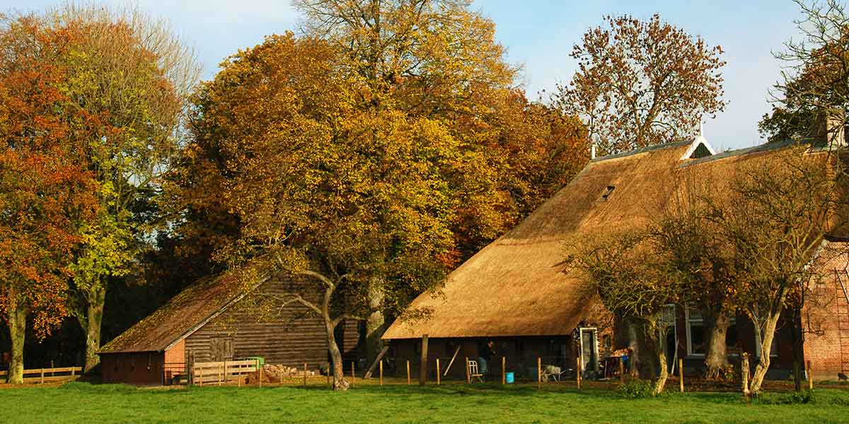 Recente projecten van rietdekkersbedrijf Hofkamp Groningen